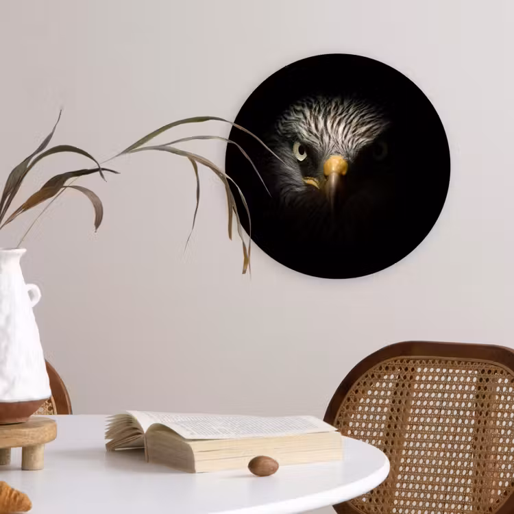 Muurcirkel - Vogel - Adelaar - Roofvogels - Oog - Snavel - Licht — 4