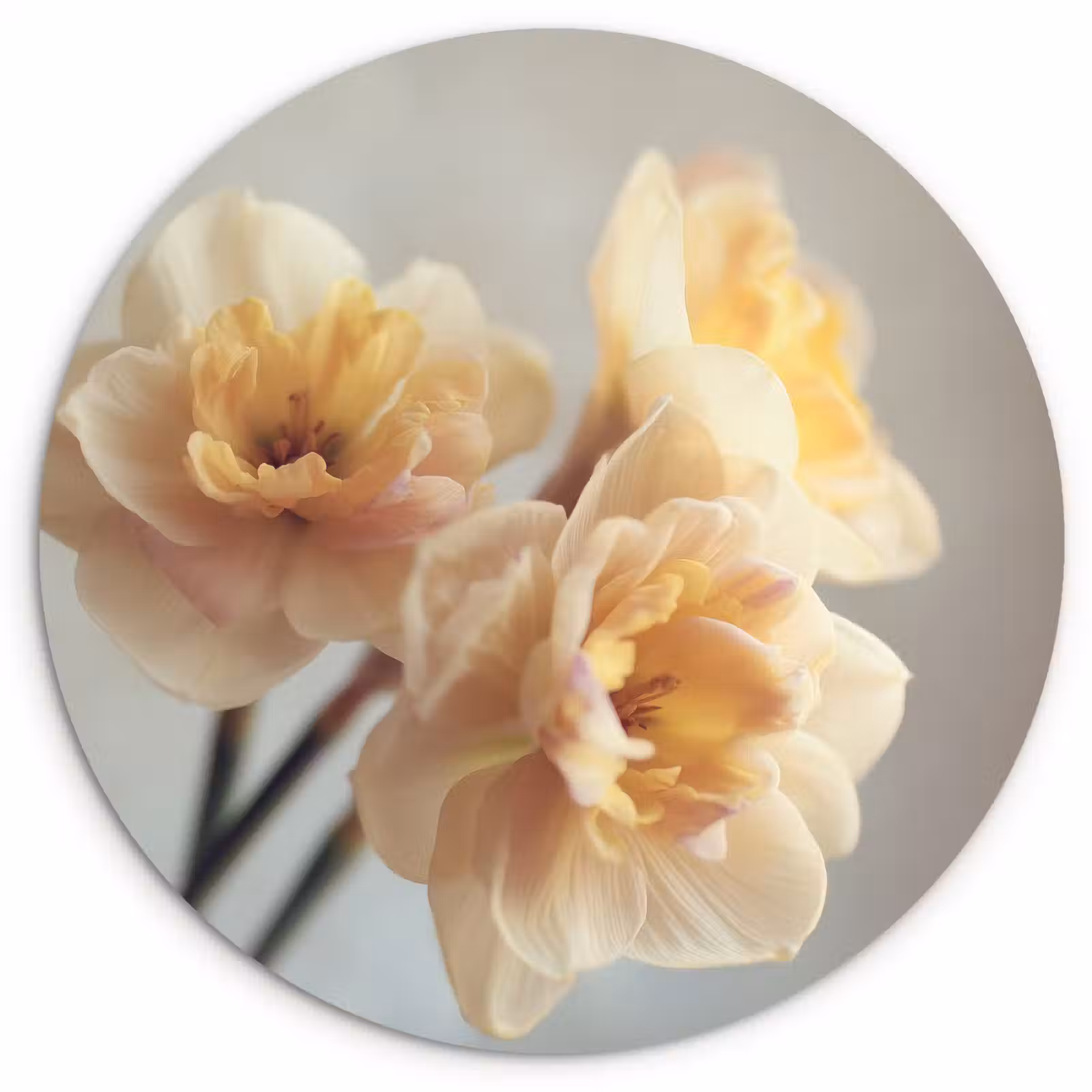 Muurcirkel - Narcissen - Geel - Bloemblaadjes — 1