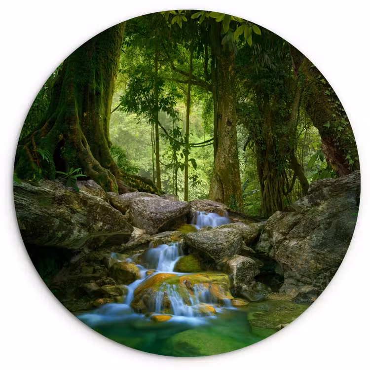 Muurcirkel - Jungle - Stenen - Water - Natuur - Planten — 1