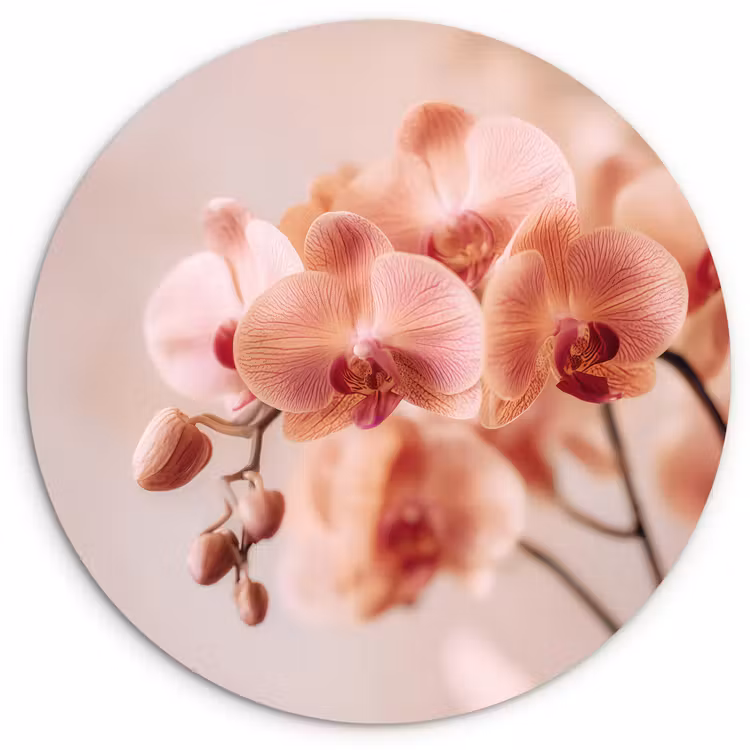 Muurcirkel - Orchidee - Bloemen - Roze - Bloemblaadjes — 1
