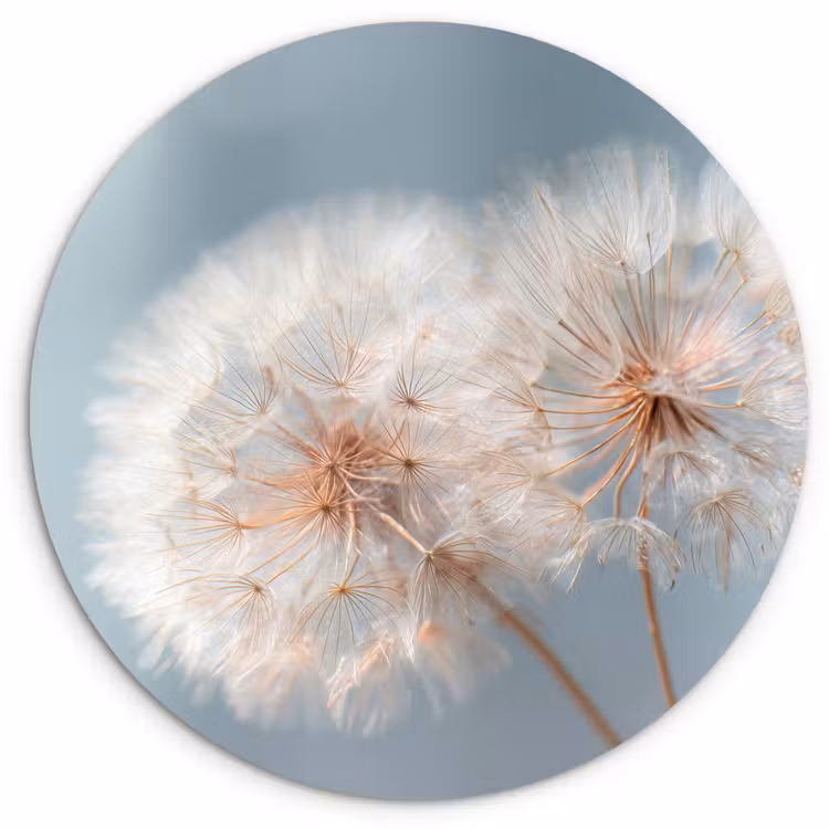 Muurcirkel - Paardenbloemen - Pluisjes - Wit — 1
