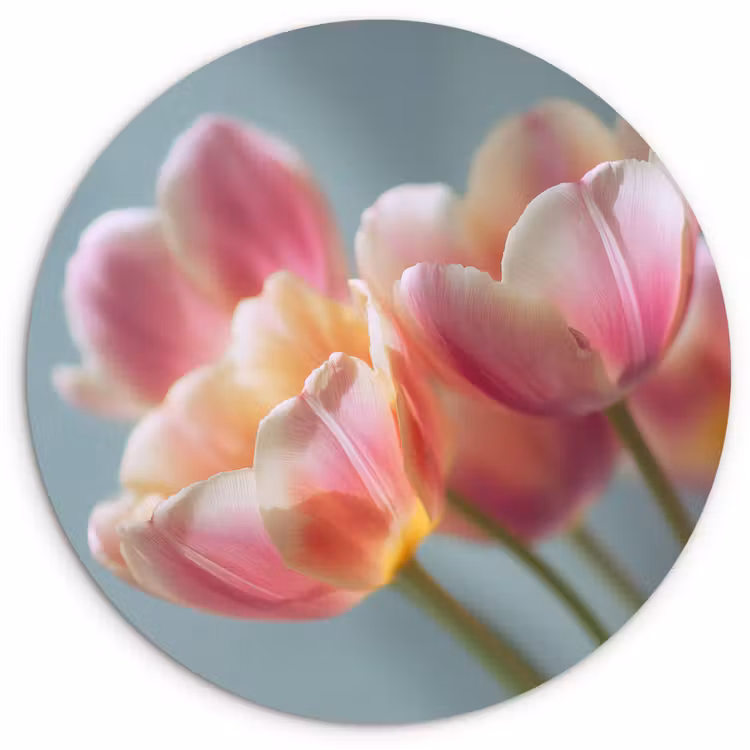 Muurcirkel - Tulpen - Roze - Stelen — 1