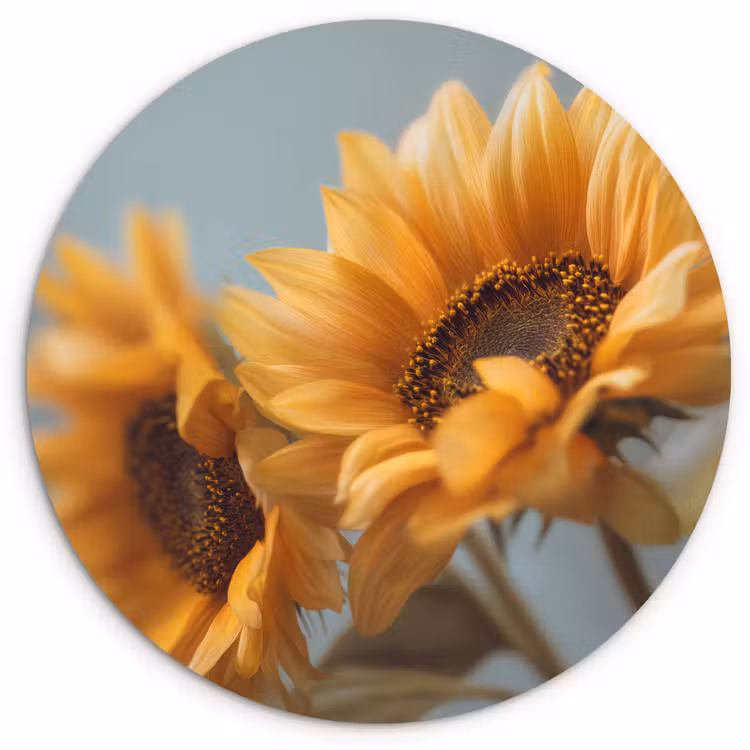 Muurcirkel - Zonnebloemen - Geel - Wazig — 1