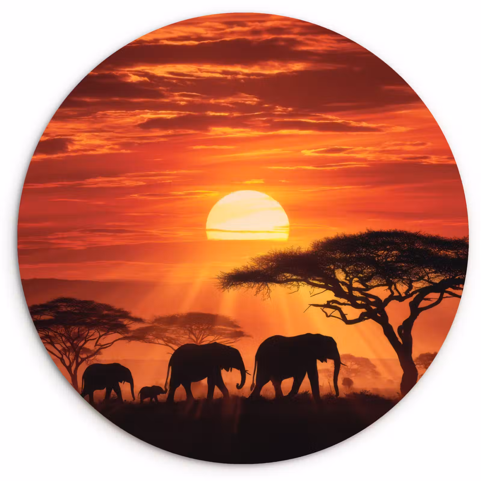 Muurcirkel - Savanne - Olifanten - Zonsondergang — 1