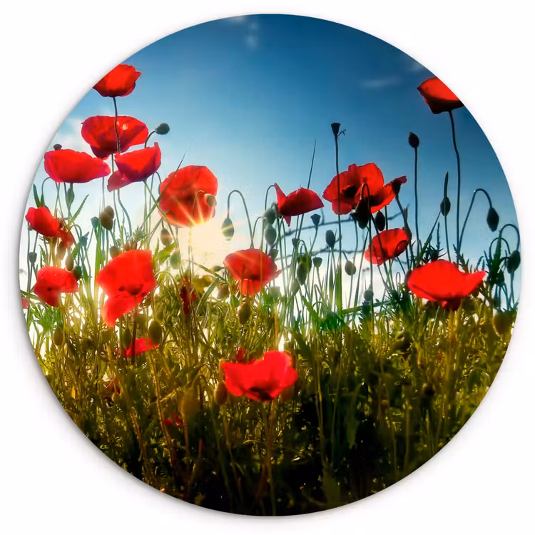 Muurcirkel - Klaprozen - Toscane - Zon - Rood - Blauw — 1