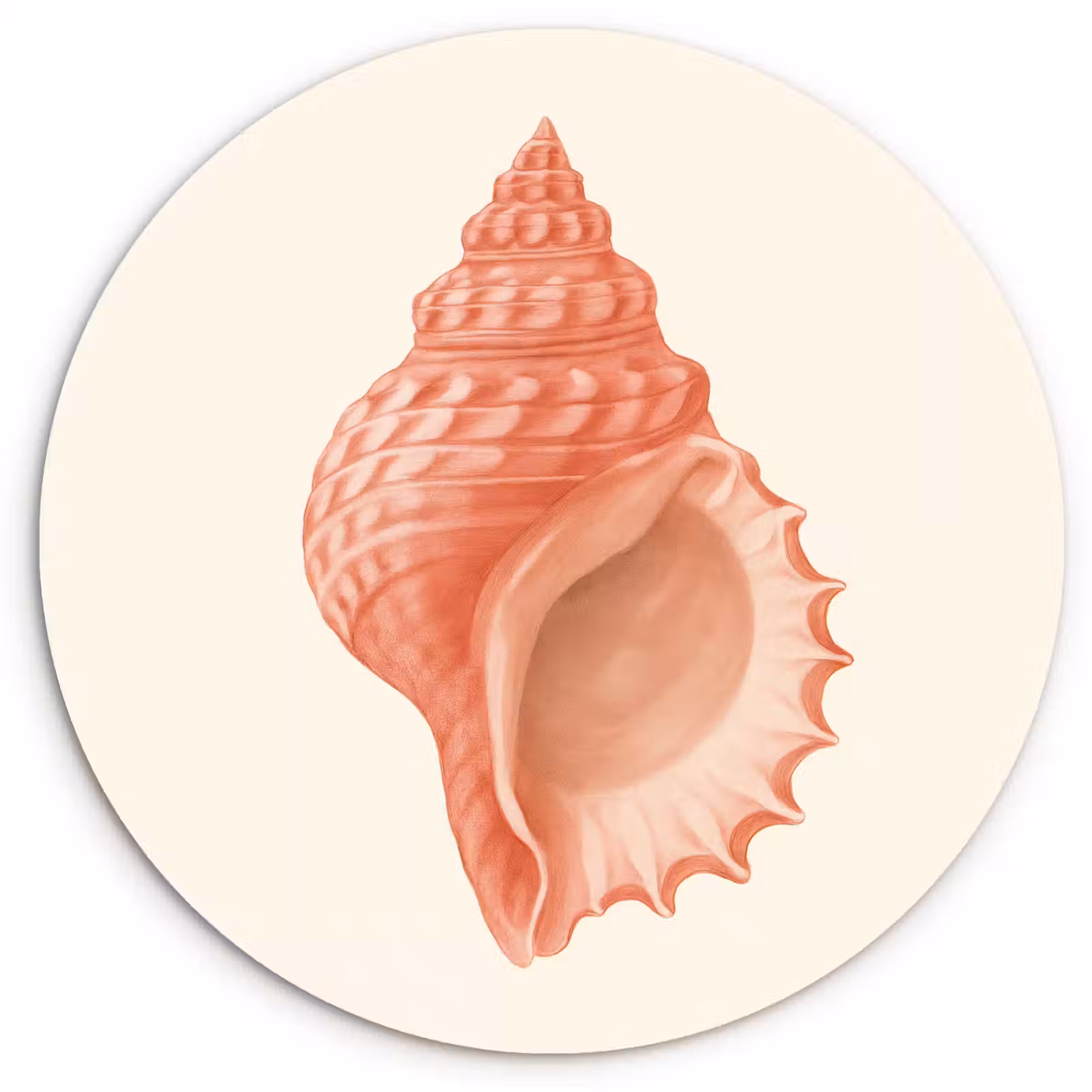 Muurcirkel - Schelp - Roze - Structuur — 1