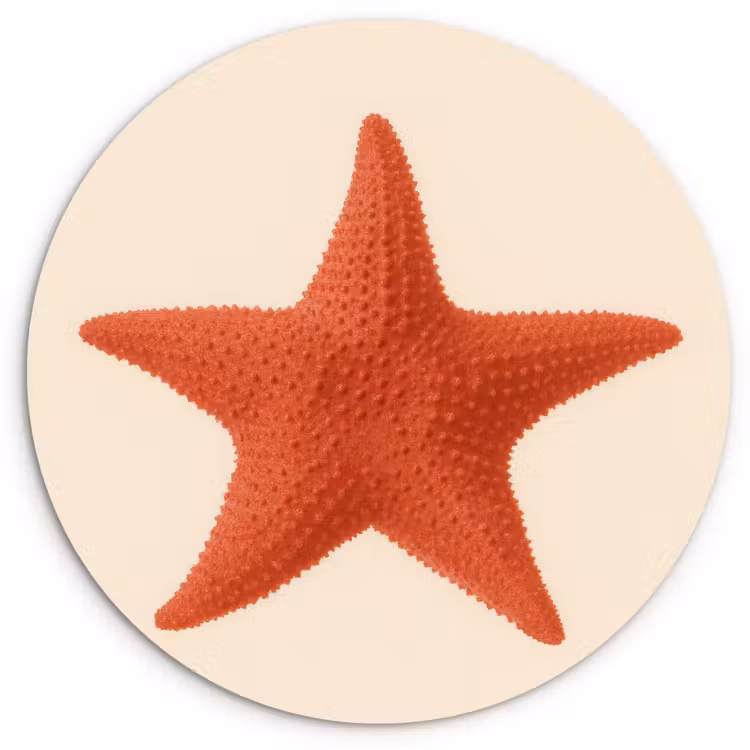 Muurcirkel - Zeester - Bobbels - Rood — 1