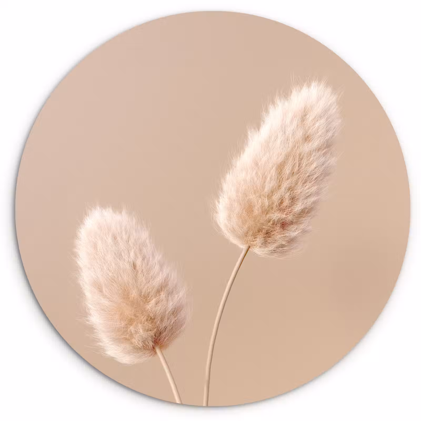 Muurcirkel - Pampas pluimen - Beige - Planten — 1