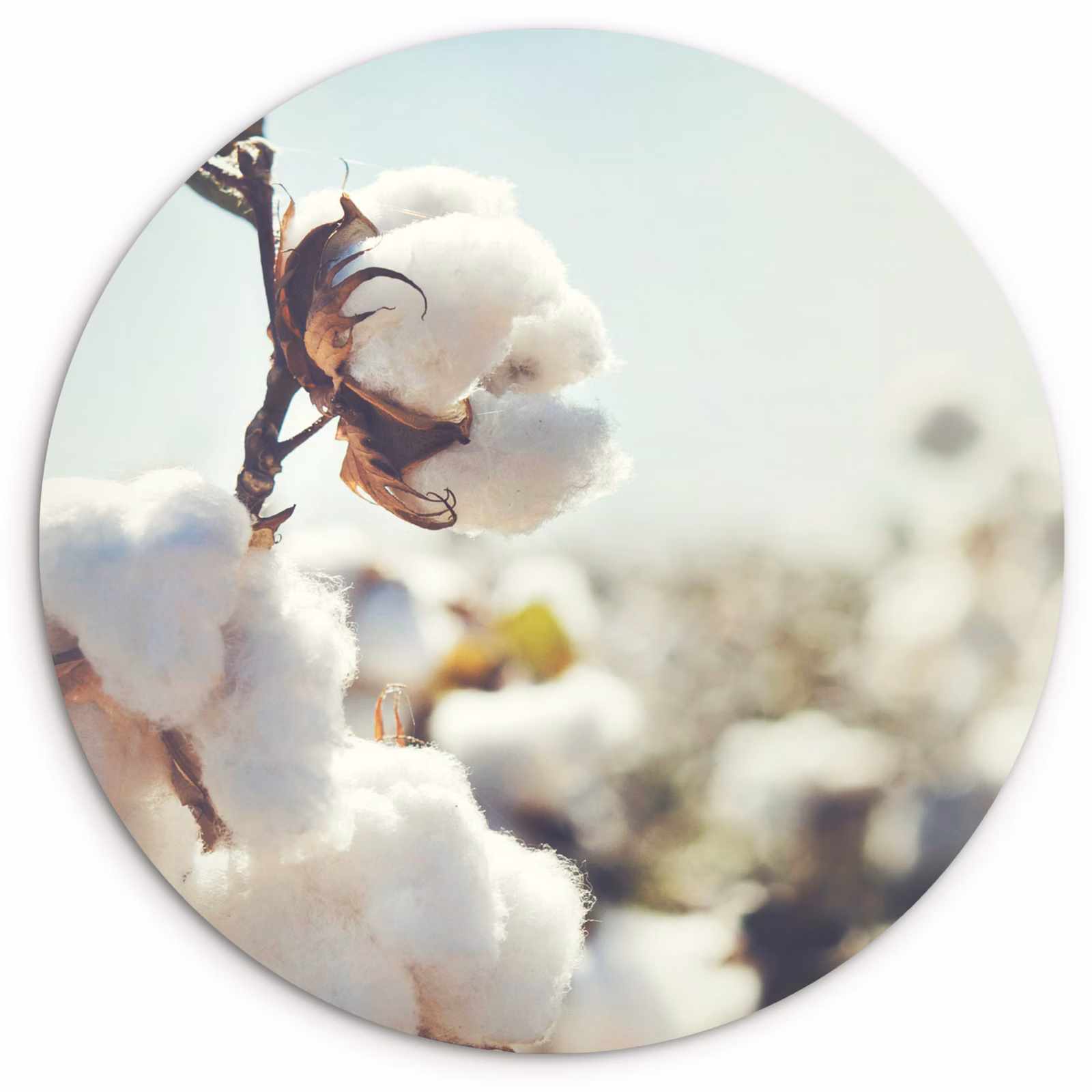 Muurcirkel - Planten - Bloem - Tak - Natuur — 1