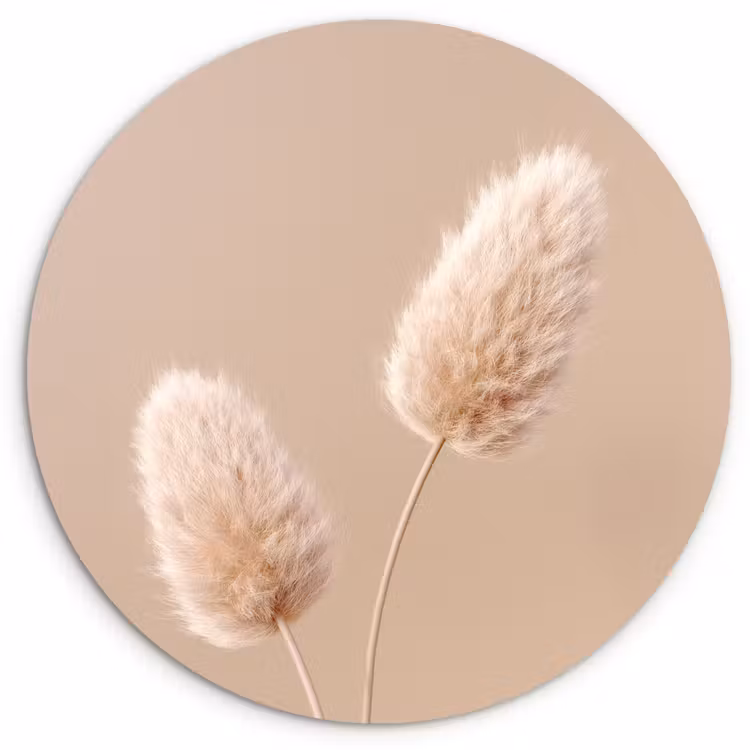 Muurcirkel - Pampas pluimen - Beige - Planten — 1