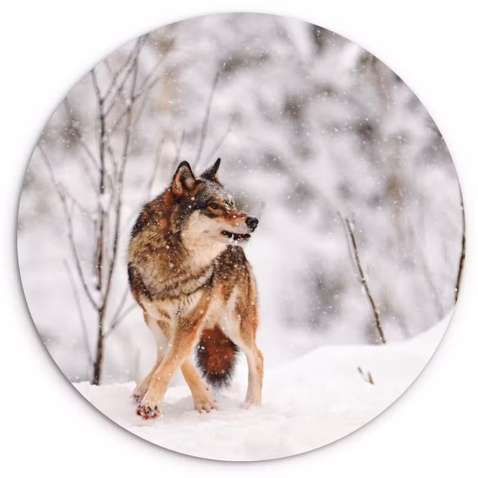 Muurcirkel - Wolf - Winter - Sneeuw - Natuur - Dieren — 1