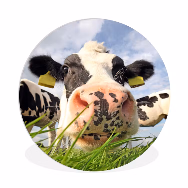 Muurcirkel - Koe - Boerderij - Gras - Dieren — 1