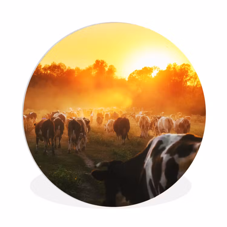 Muurcirkel - Koeien - Zonsondergang - Weiland - Dieren — 1