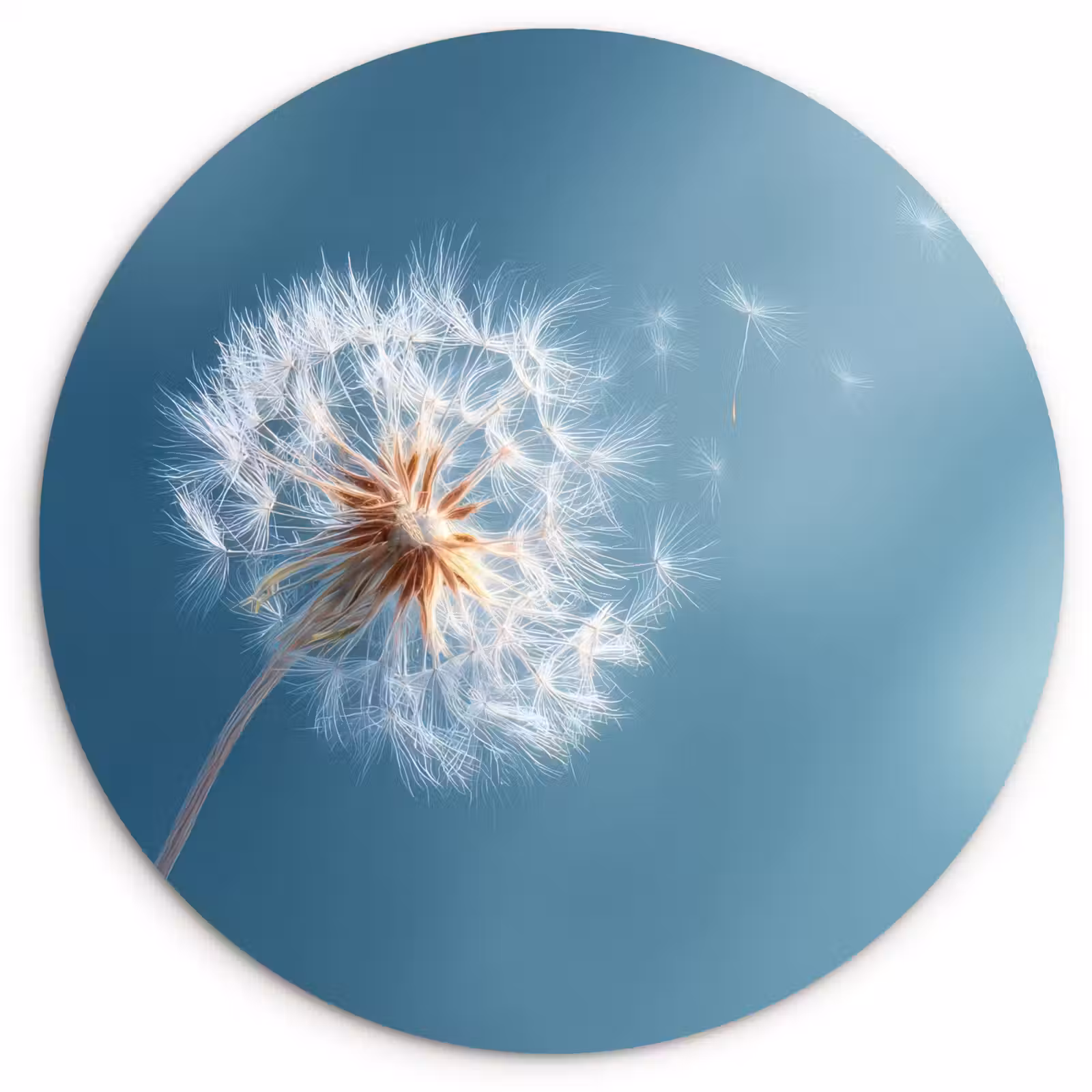 Muurcirkel - Paardenbloem - Wind - Blauw — 1