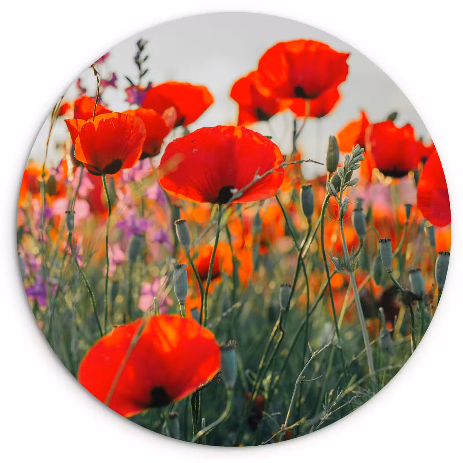 Muurcirkel - Klaproos - Bloemen - Rood - Paars - Weide — 1