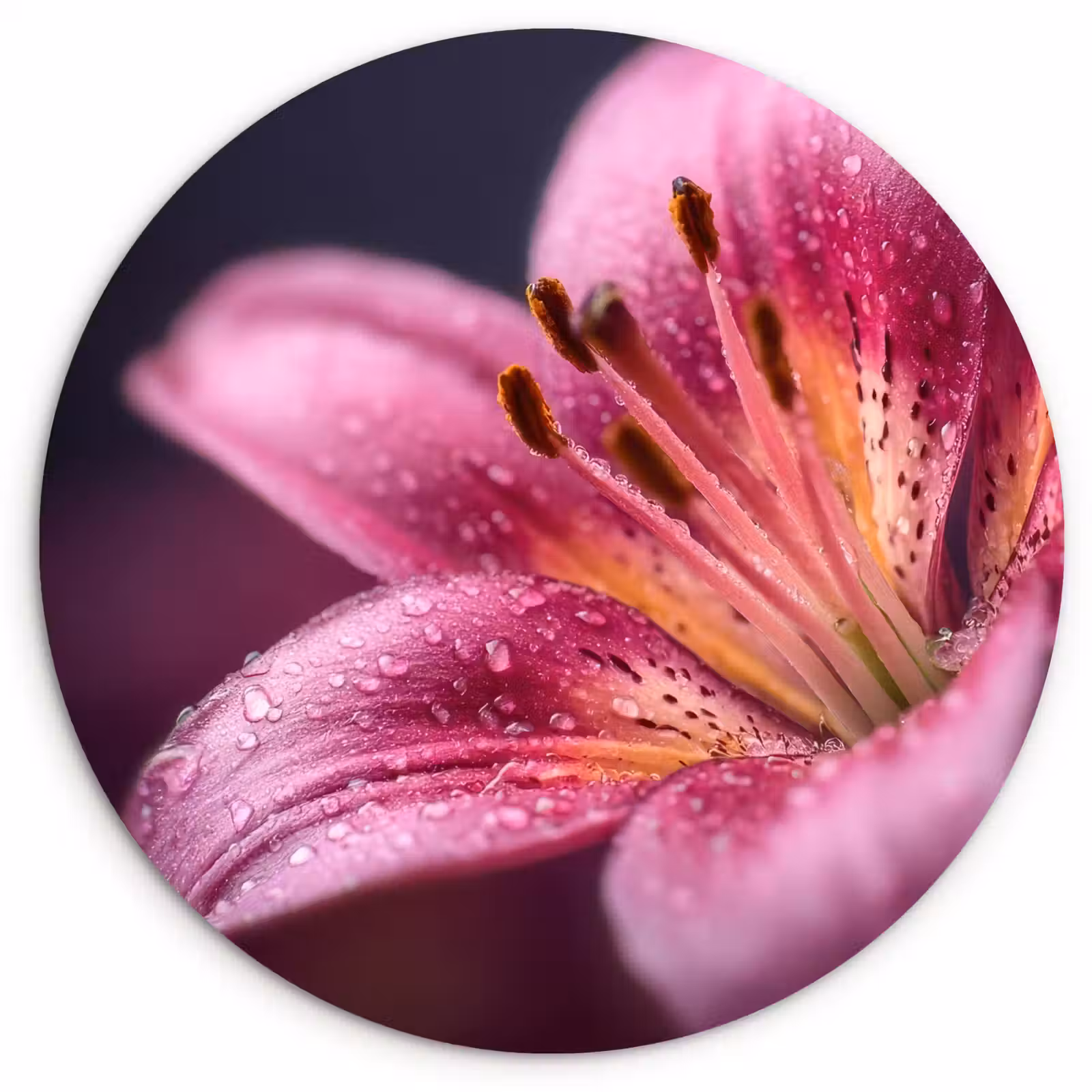 Muurcirkel - Roze - lelie - Dauwdruppels — 1