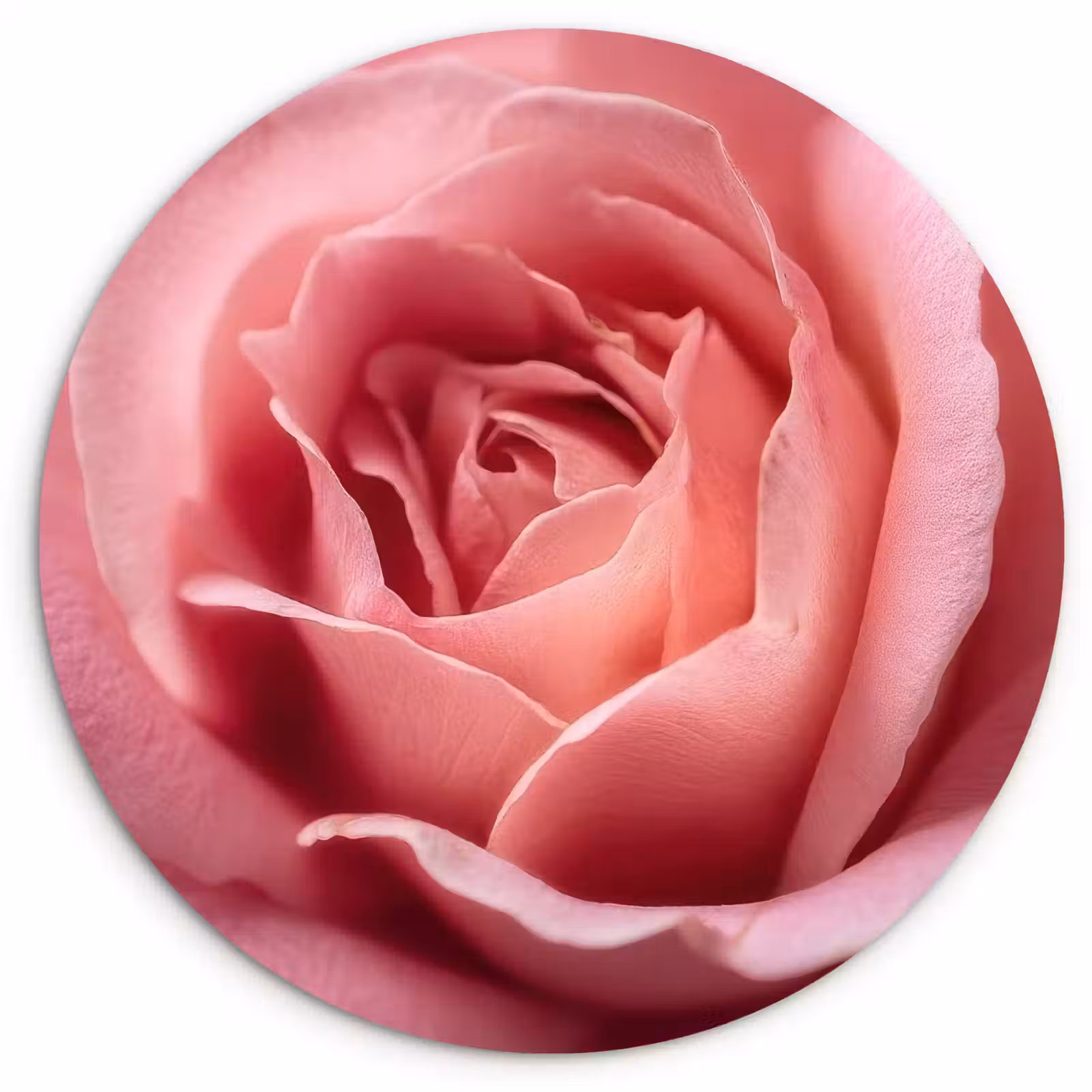 Muurcirkel - Roze - Roos - Romantisch — 1