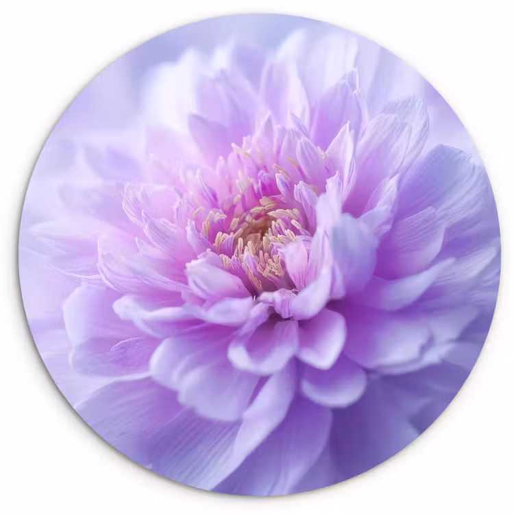Muurcirkel - Paars - Dahlia - Dromerig — 1