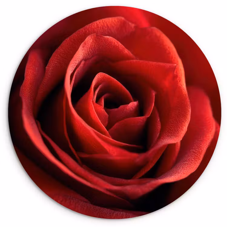 Muurcirkel - Rood - Roos - Romantisch — 1