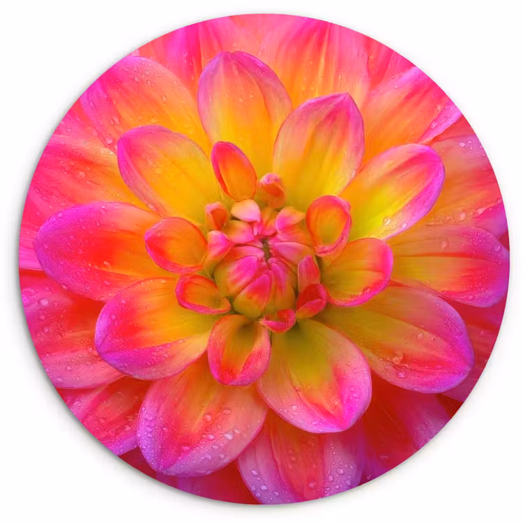 Muurcirkel - Roze - Dahlia - Kleurrijk — 1