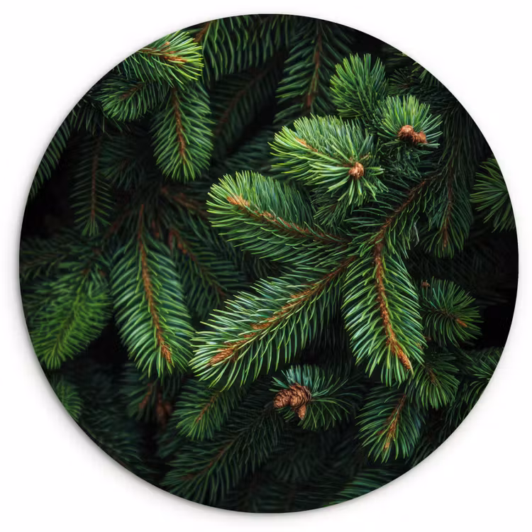 Muurcirkel - Sparrentakken - Knoppen - Naalden - Groen — 1