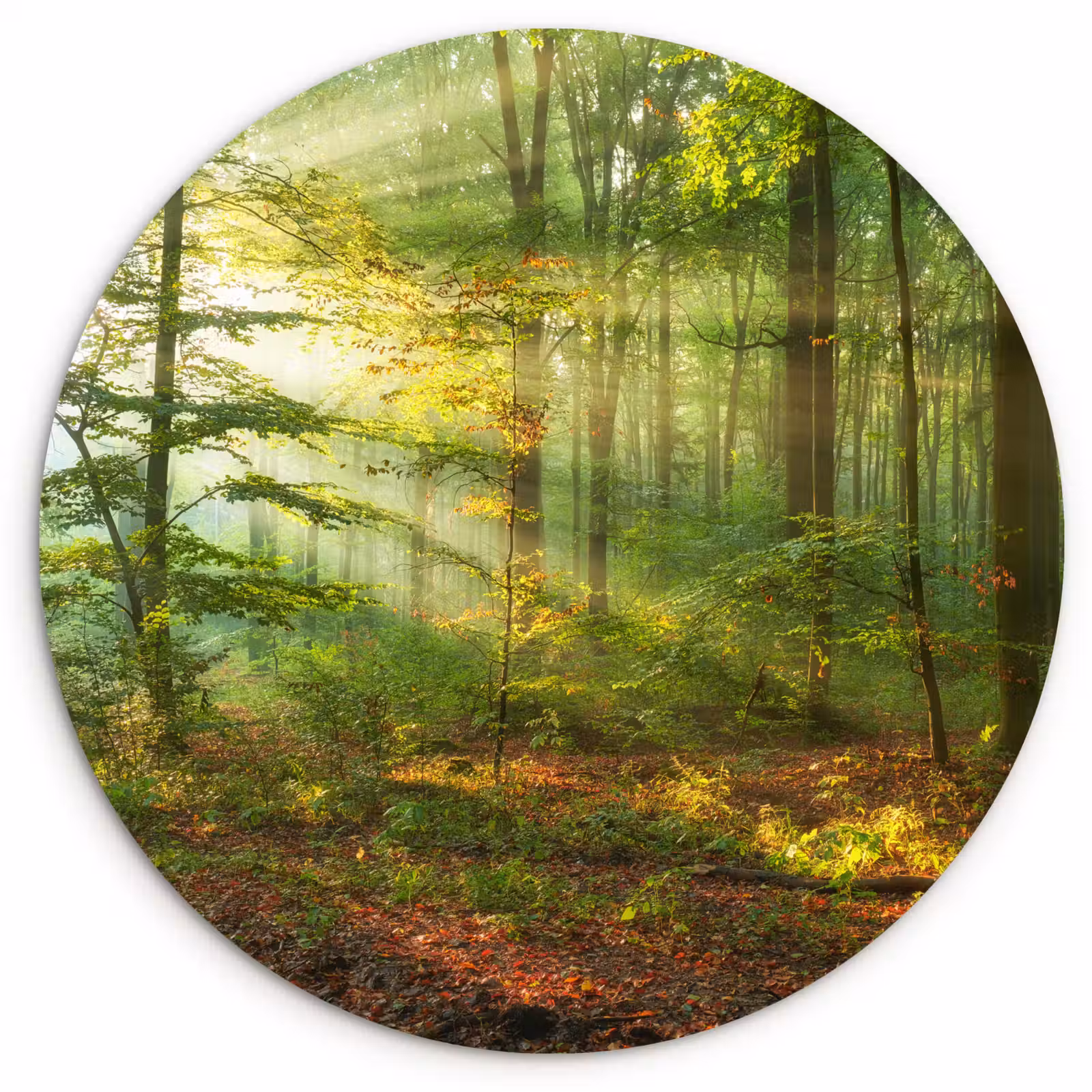 Muurcirkel - Zon - Bos - Bomen - Natuur - Herfst — 1