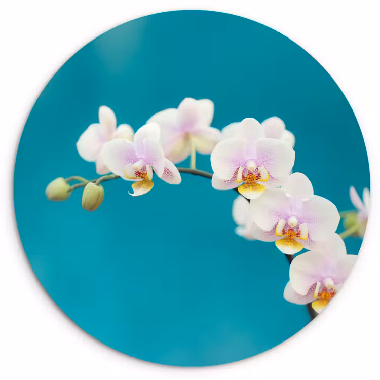 Muurcirkel - Orchidee - Bloemen - Plant - Wit - Paars — 1