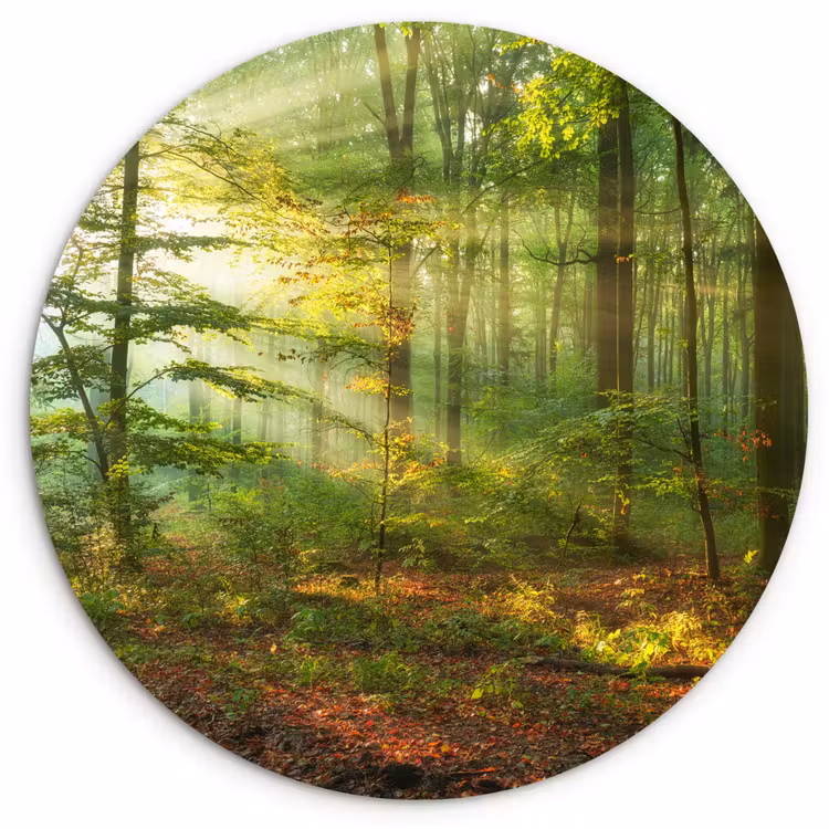 Muurcirkel - Zon - Bos - Bomen - Natuur - Herfst — 1
