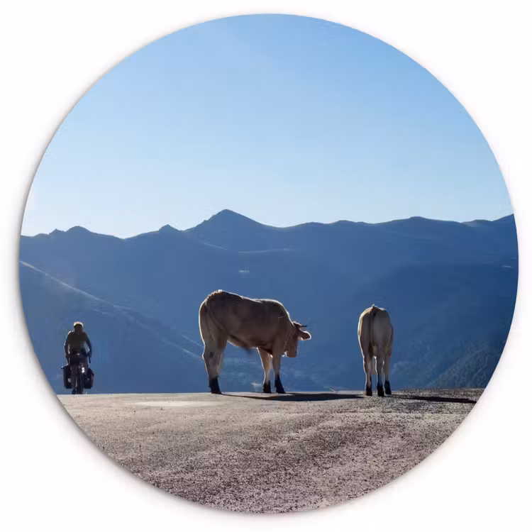Muurcirkel - Schotse hooglander - Licht - Berg - Natuur — 1