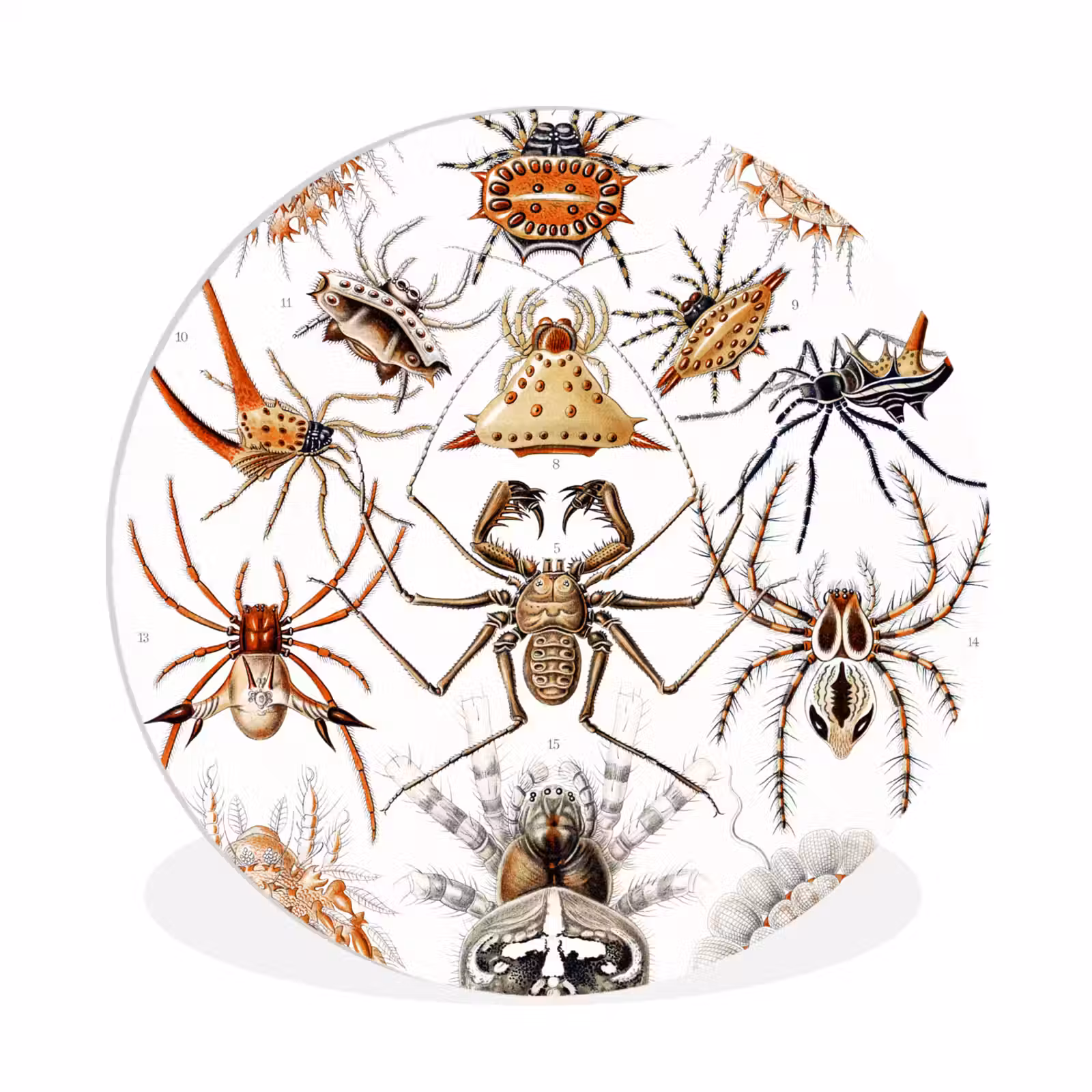 Muurcirkel - Retro - Spin - Ernst Haeckel - Spinnen — 1