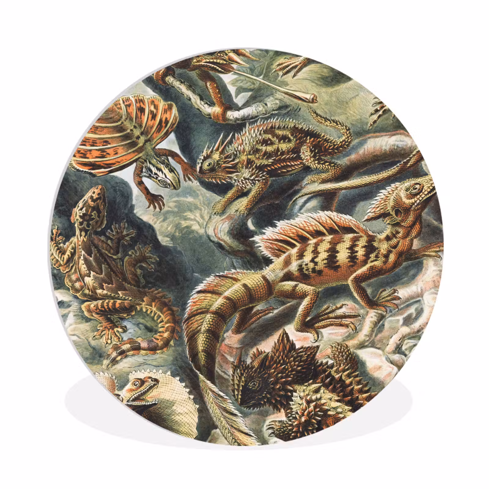 Muurcirkel - Vintage - Kunst - Ernst Haeckel - Salamanders - Dieren — 1