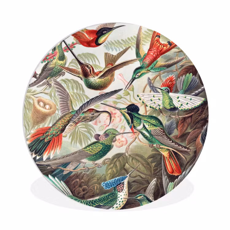 Muurcirkel - Kolibrie - Vintage - Ernst Haeckel - Vogel - Kunst - Natuur — 1