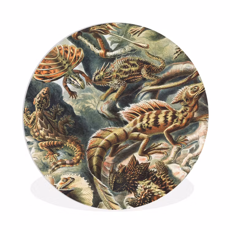 Muurcirkel - Vintage - Kunst - Ernst Haeckel - Salamanders - Dieren — 1