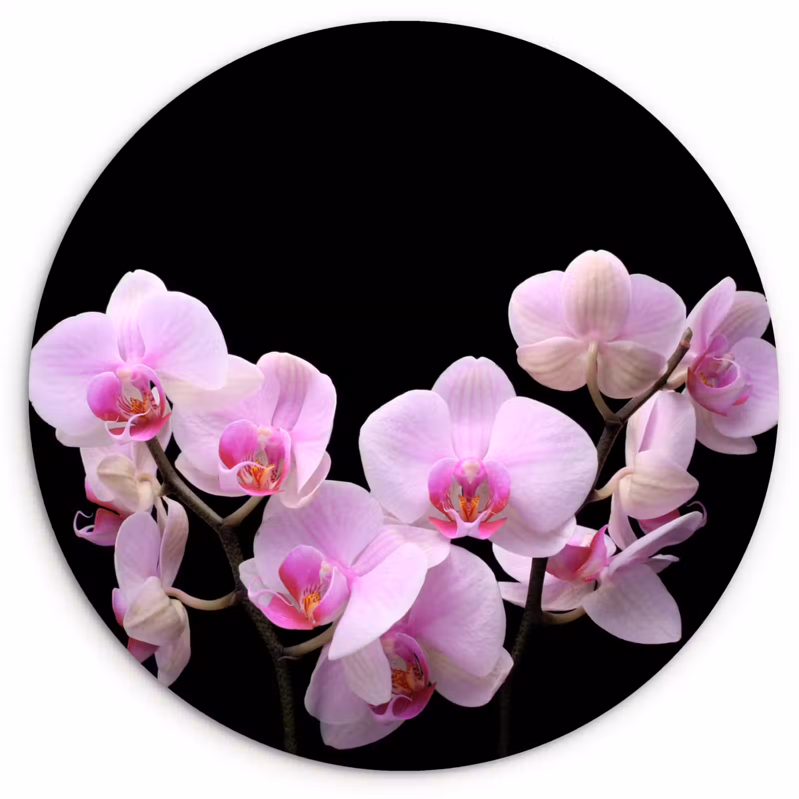 Muurcirkel - Orchidee - Bloemen - Roze - Flora — 1