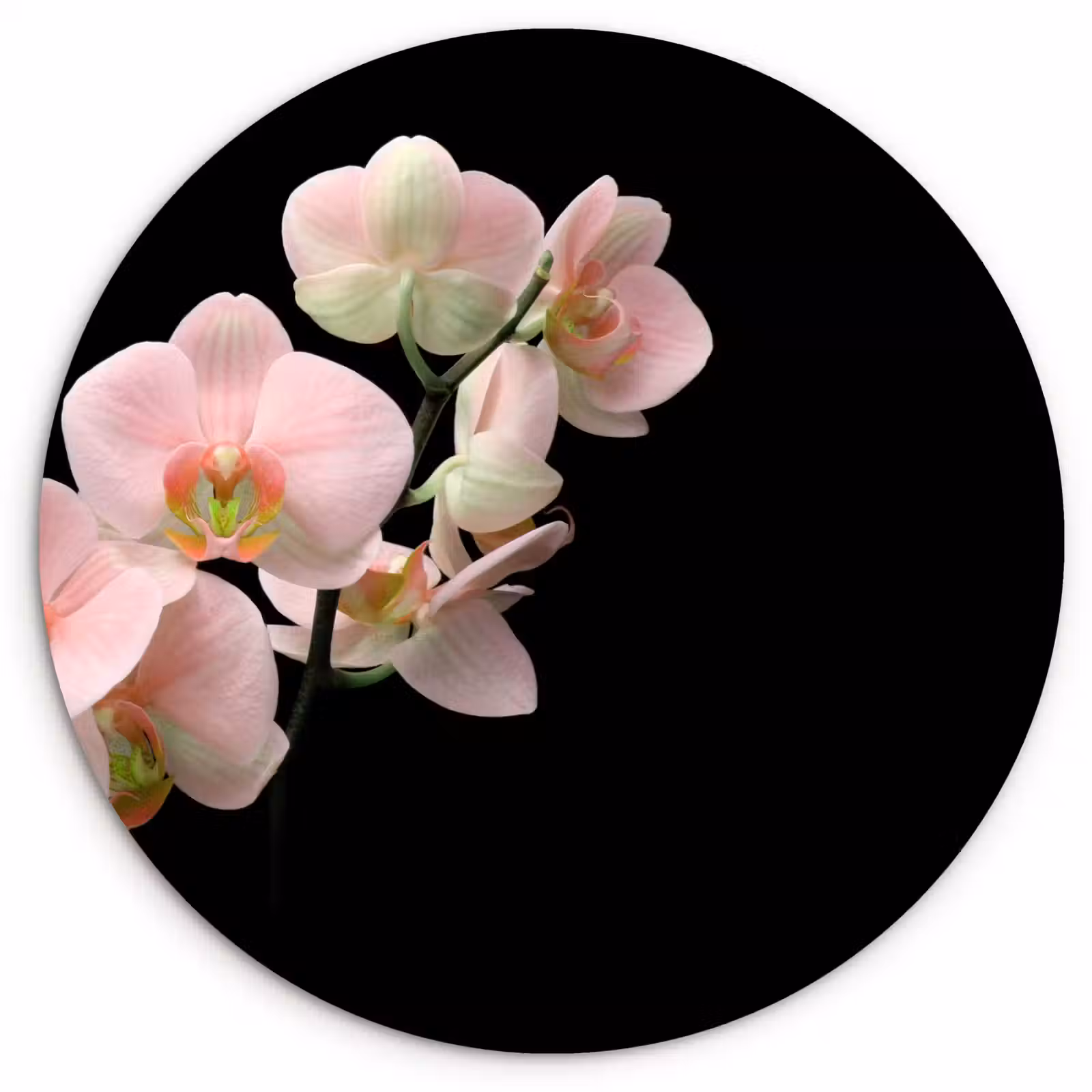 Muurcirkel - Orchidee - Bloemen - Roze - Stilleven - Flora — 1