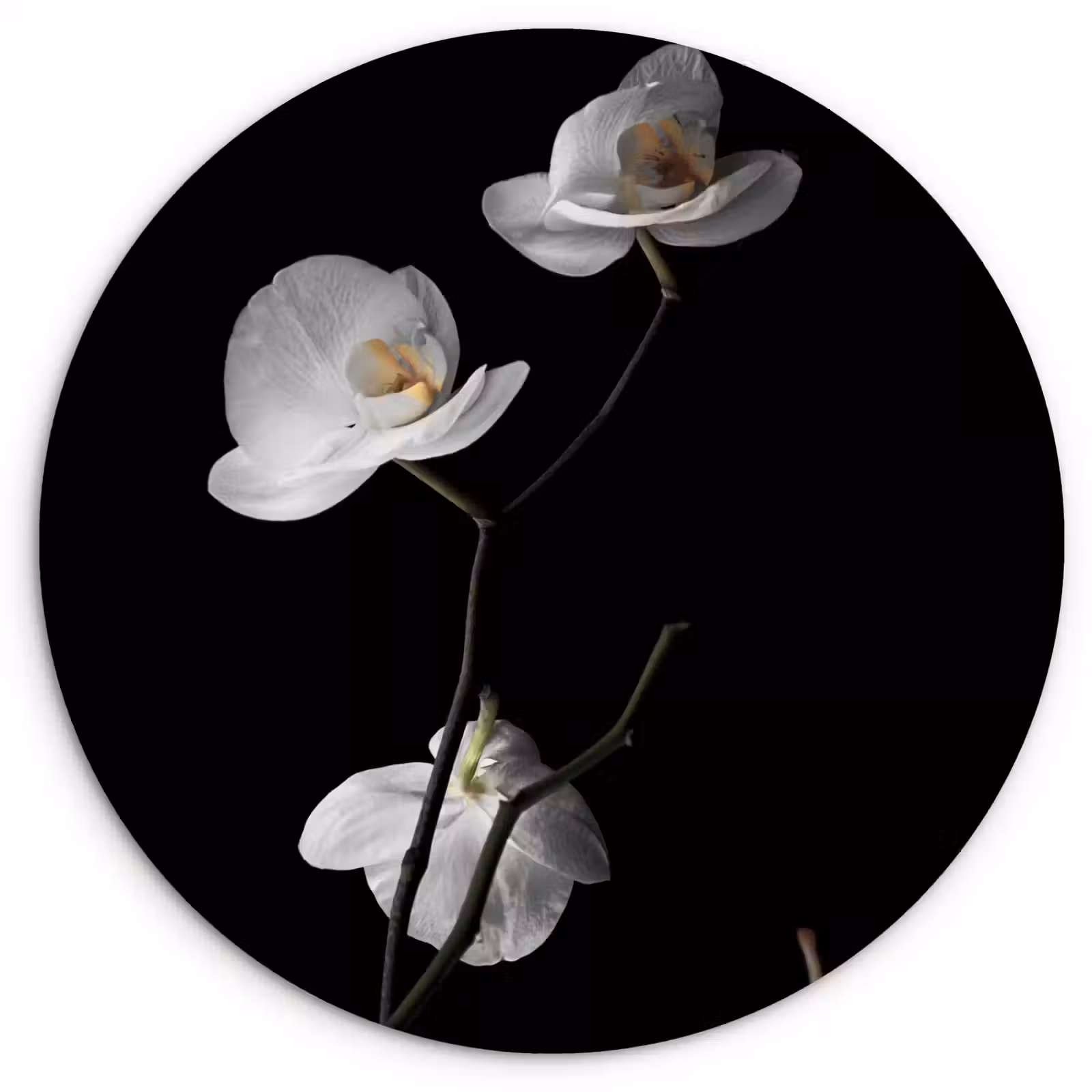 Muurcirkel - Orchidee - Bloemen - Zwart - Wit - Stilleven — 1