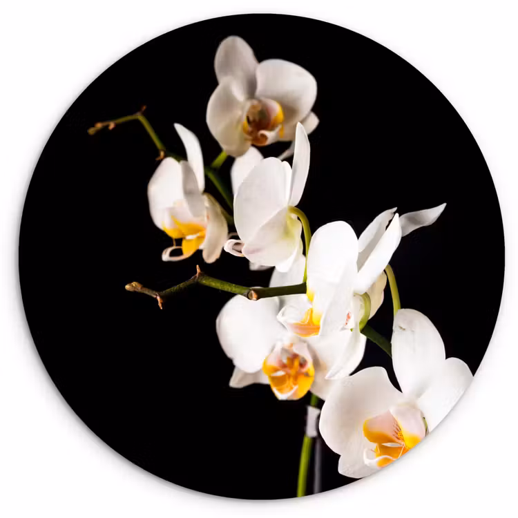 Muurcirkel - Orchidee - Bloemen - Planten - Botanisch — 1