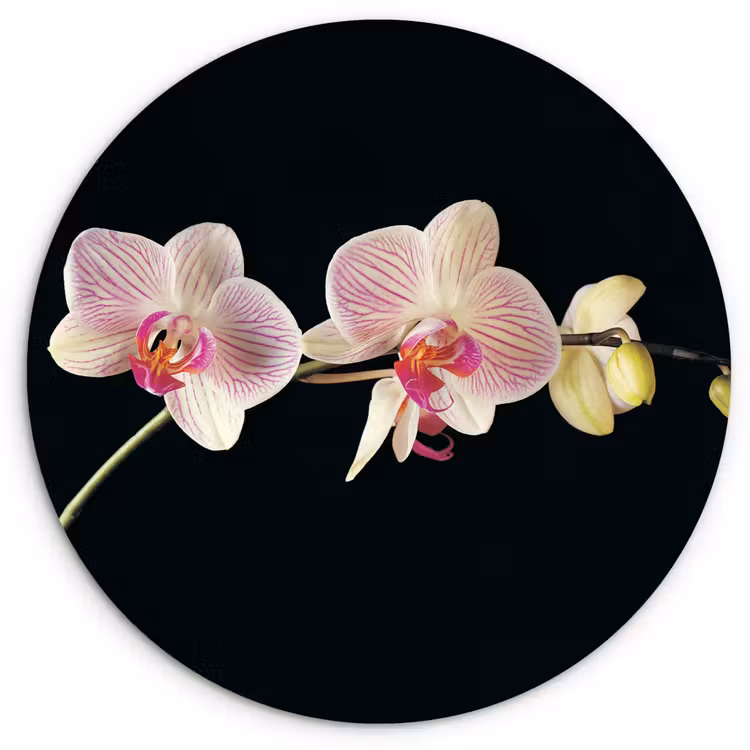 Muurcirkel - Orchidee - Bloemen - Zwart - Roze - Knoppen — 1