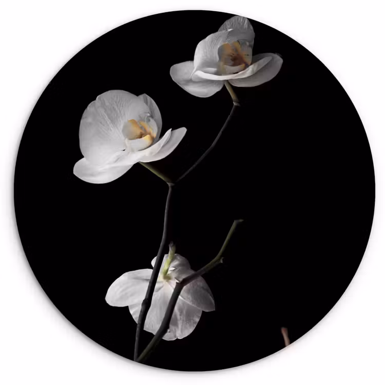 Muurcirkel - Orchidee - Bloemen - Zwart - Wit - Stilleven — 1