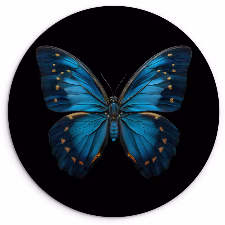 Muurcirkel - Vlinder - Blauw - Contrast — 1