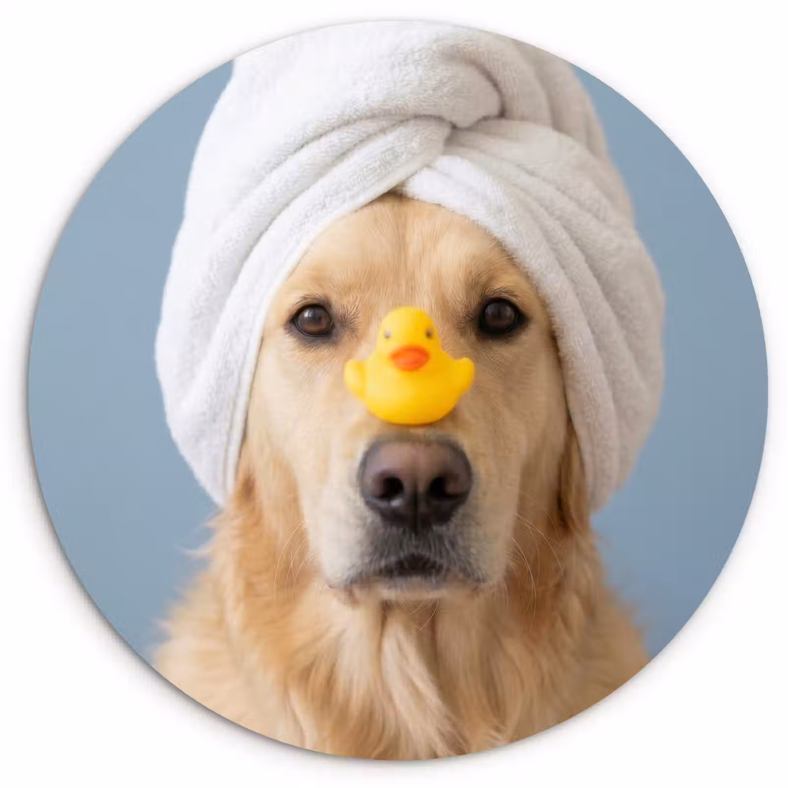 Muurcirkel - Hond - Badeend - Geel — 1