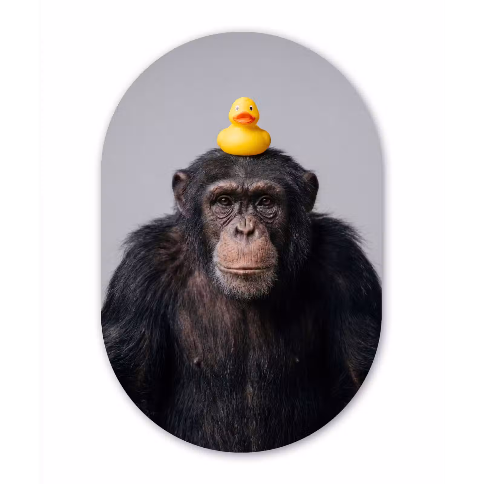 Muurovaal aluminium - Chimpansee - Badeend - Grijs — 1