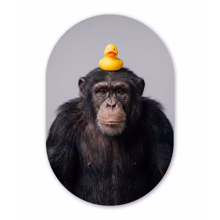 Muurovaal aluminium - Chimpansee - Badeend - Grijs — 1