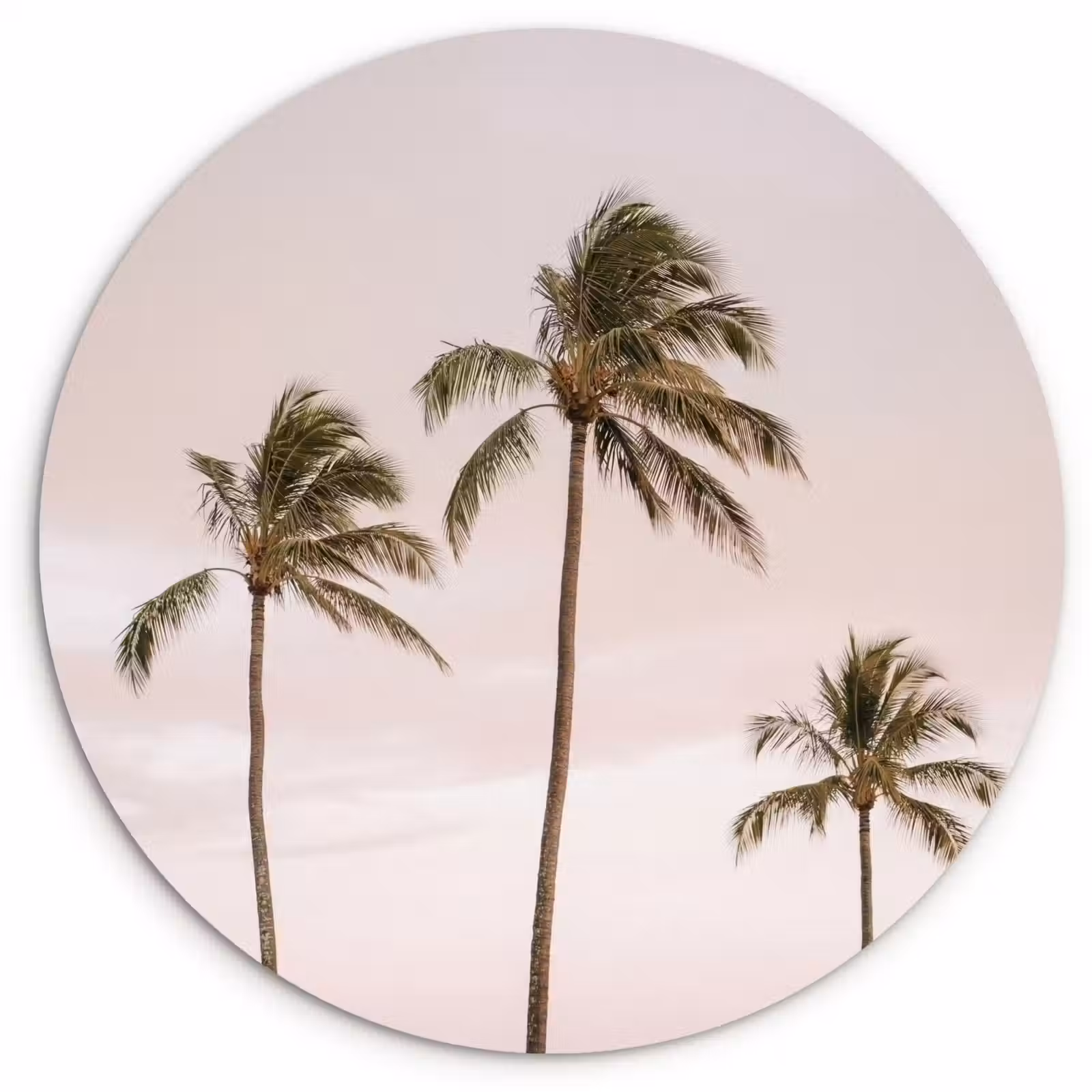 Muurcirkel - Palmbomen - Zonsondergang - Roze — 1