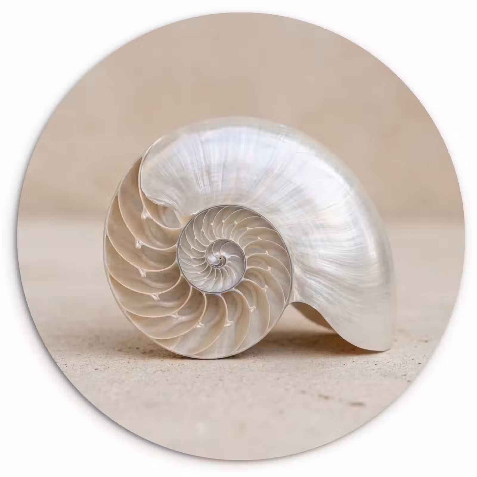 Muurcirkel - Schelp - Spiraal - Beige — 1