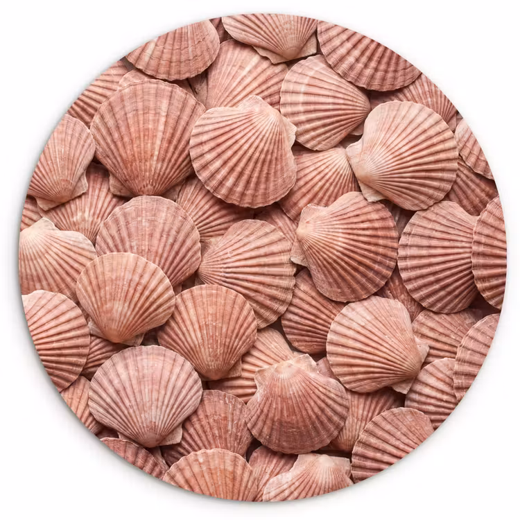 Muurcirkel - Schelpen - Patroon - Roze — 1