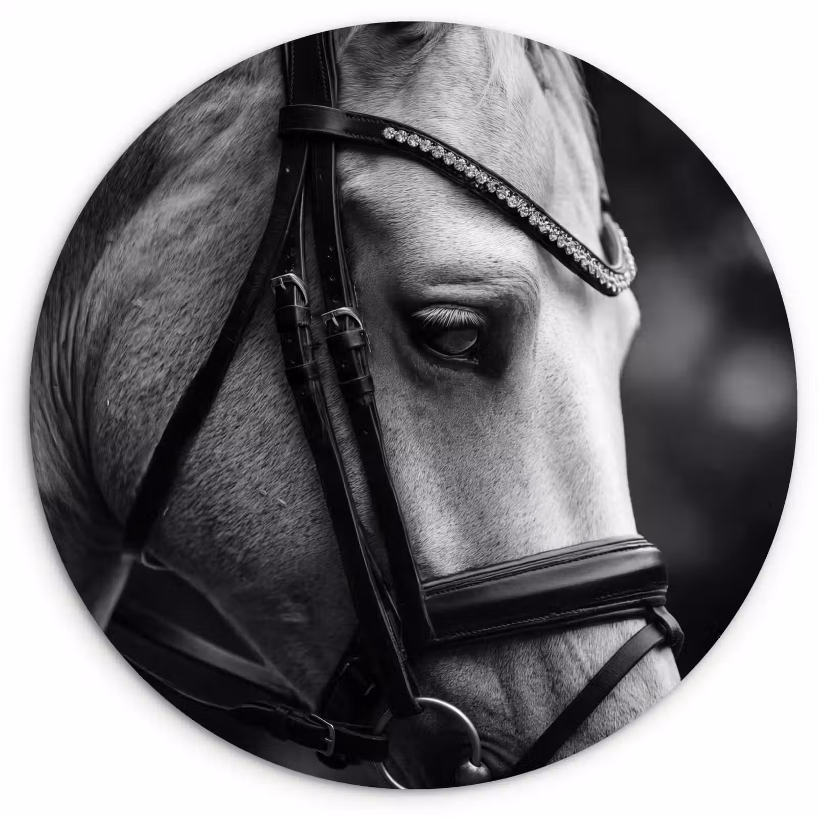 Muurcirkel - Paard - Schimmel - Portret — 1