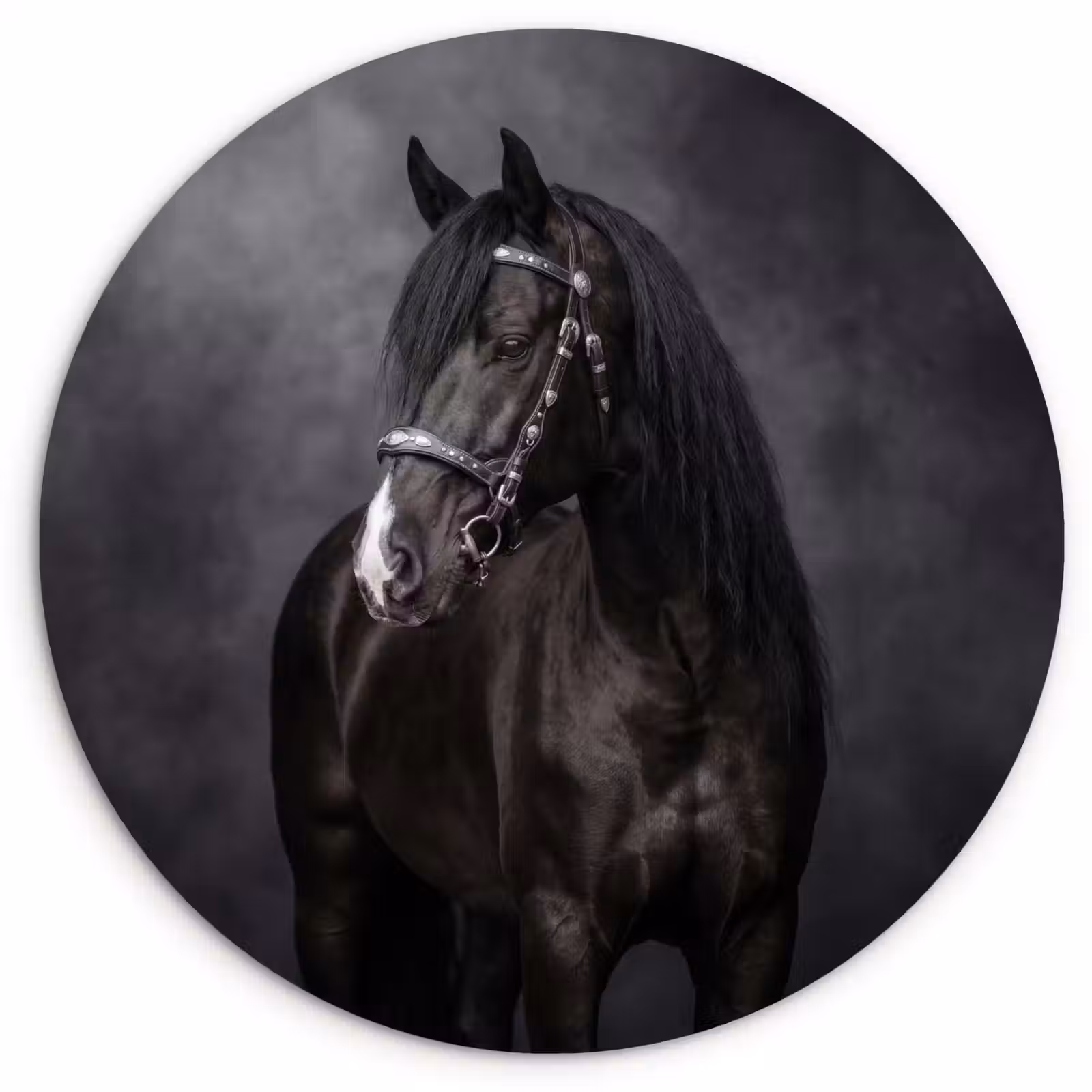 Muurcirkel - Portret - Paard - Zwart — 1