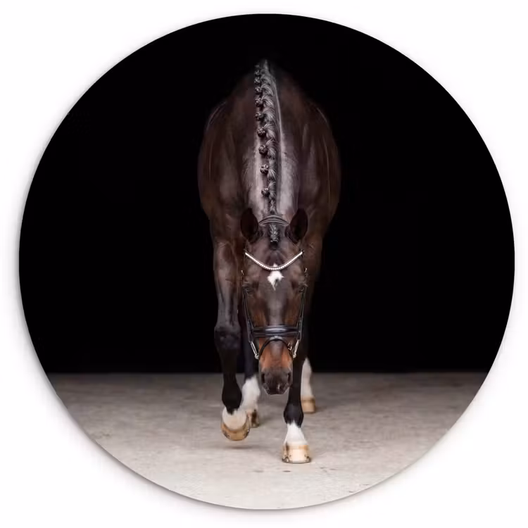 Muurcirkel - Paard - Modern - Portret — 1