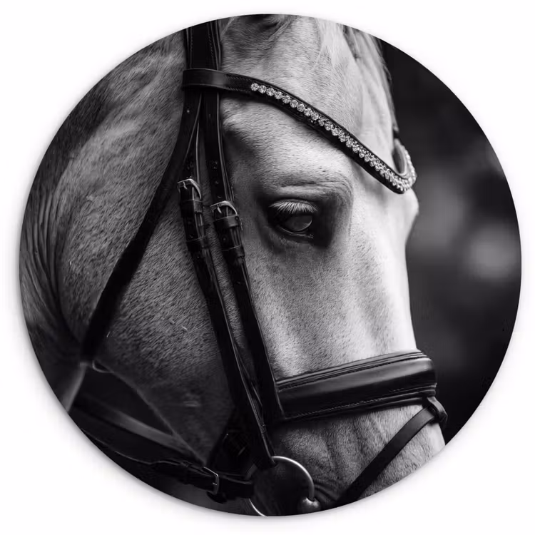 Muurcirkel - Paard - Schimmel - Portret — 1